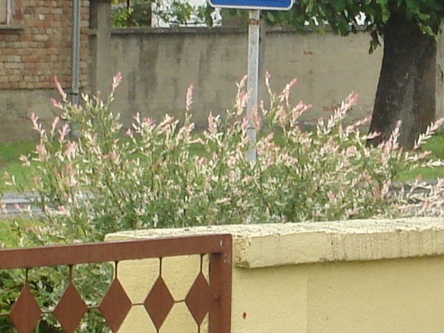 moj vrt