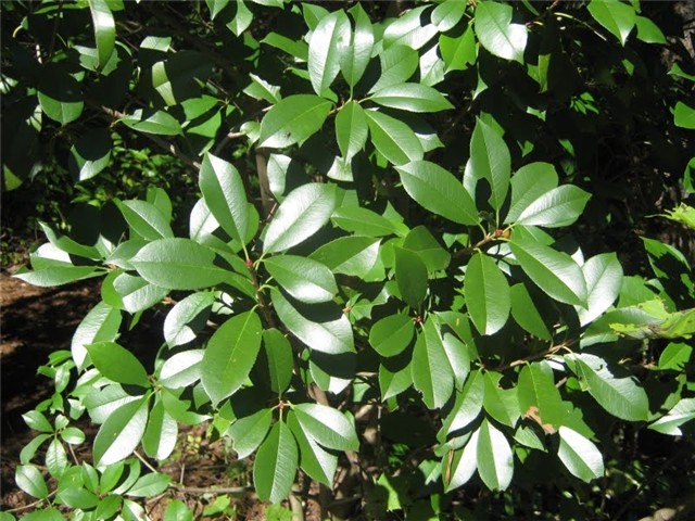Klejera