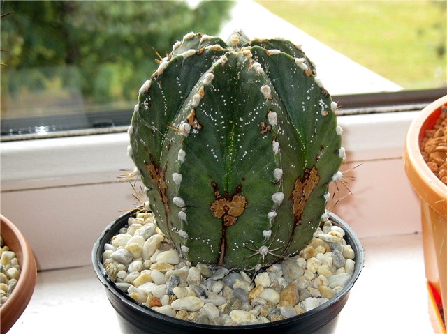 Astrophytum ornatum - hybrid