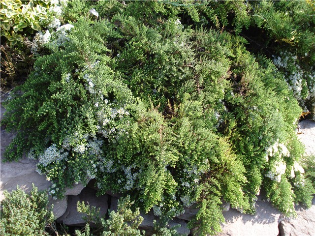 Aster Snowflurry