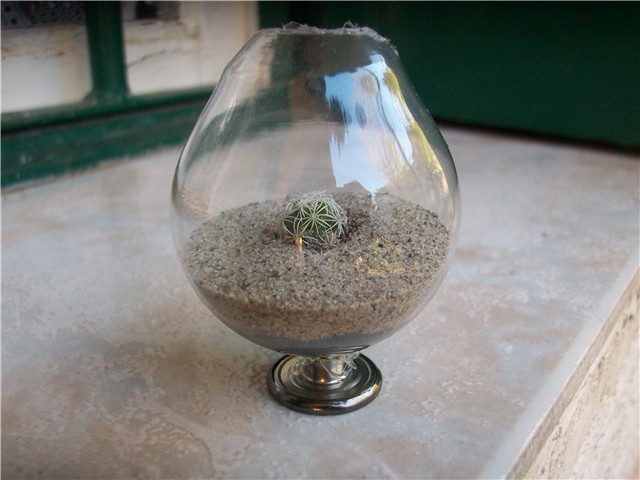 mammilaria gracilis