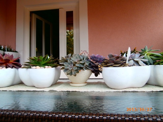 echeveria