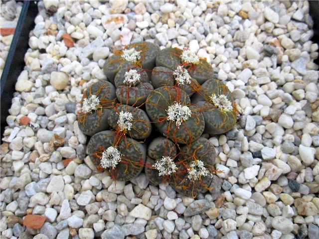 lithops - Ž. Baljkas