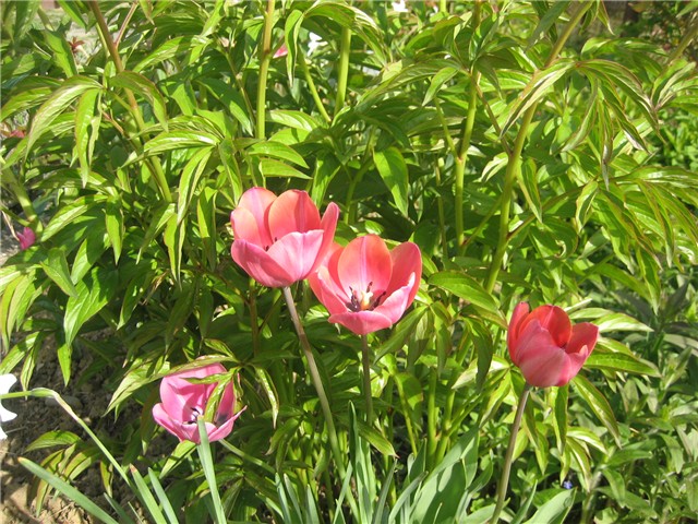 Tulipani