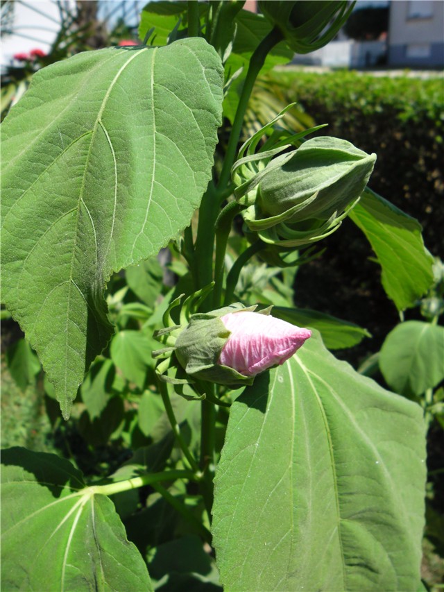 močvarni hibiskus