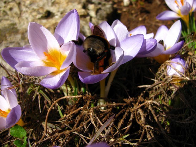 Crocus
