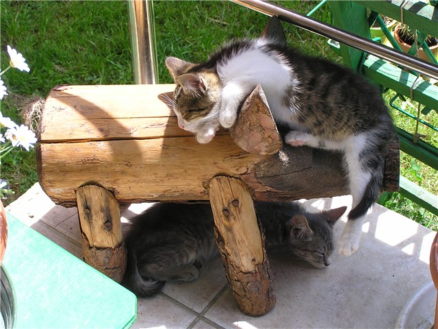 Mačići