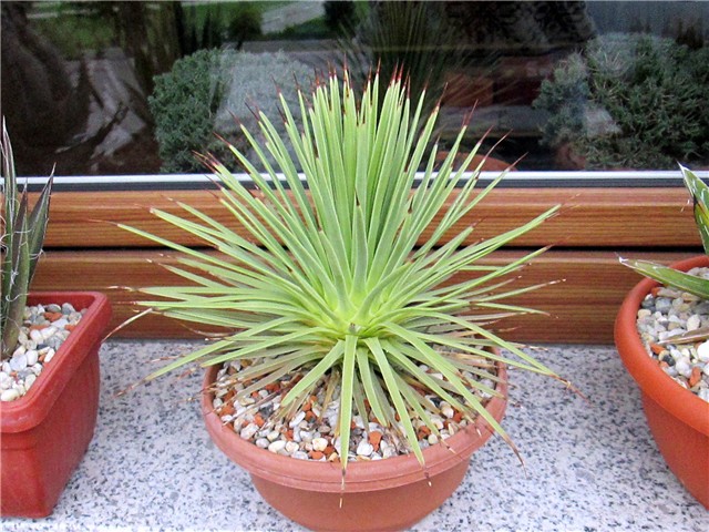 agave striata