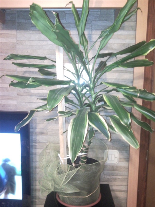 dracena