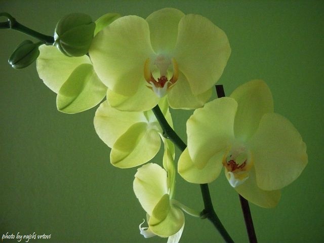 phalaenopsis