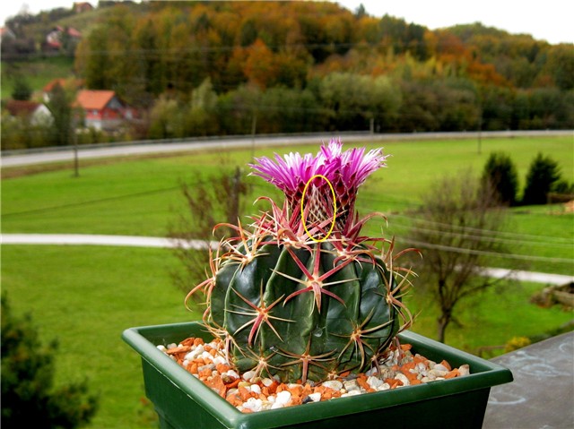 Ferocactus latispinus 