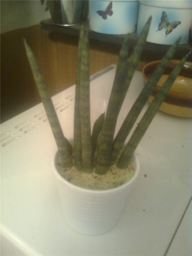 cilindrica1