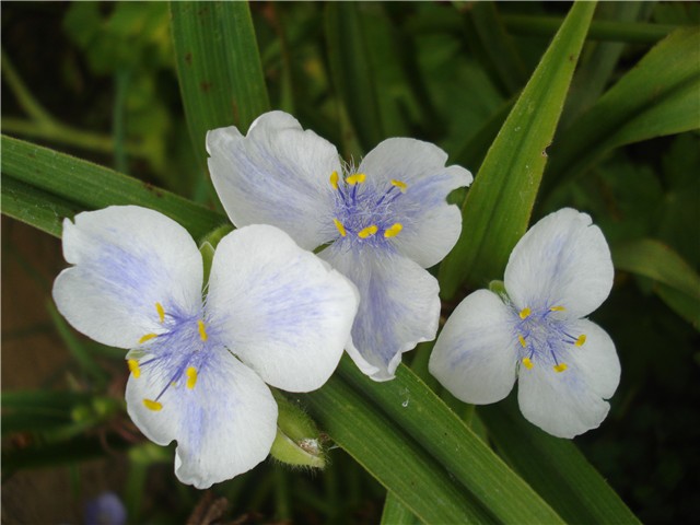 Tradescantia