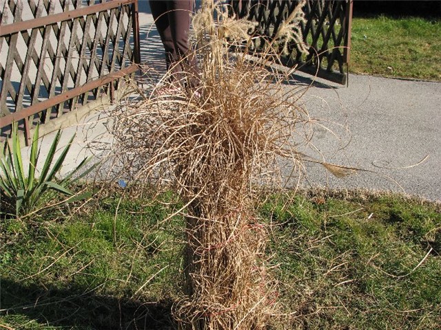 kineski šaš