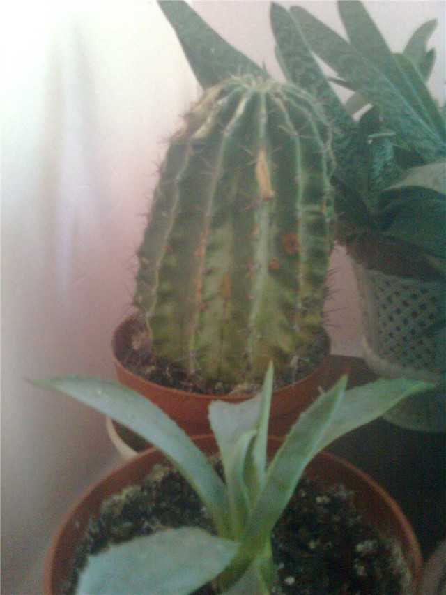esinopsis