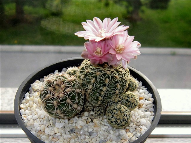 Gymnocalycium bruchii