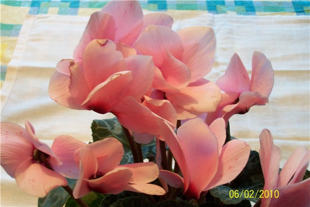 ciklama-%20lat.%20cycllamen%20persicum