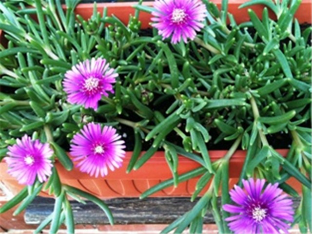 delosperma