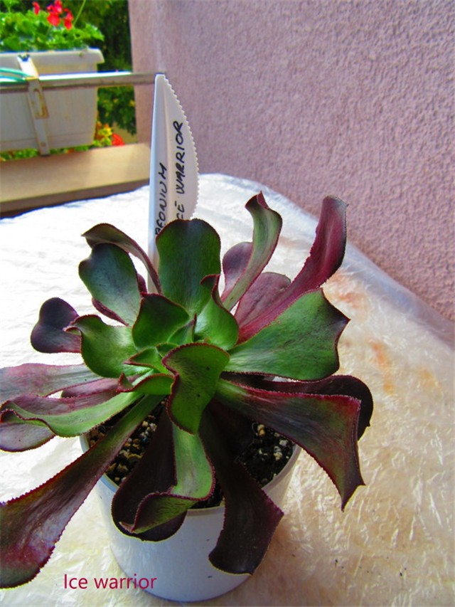 aeonium 16