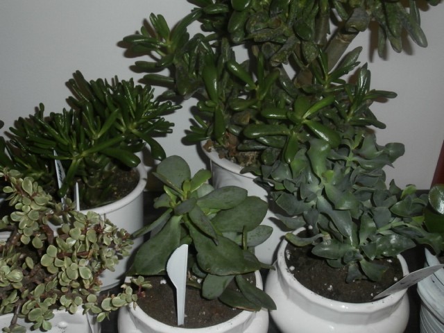 crassula