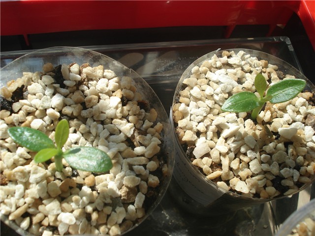 pachypodium abongense