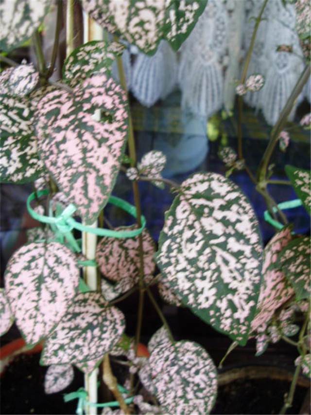 Hypoestes