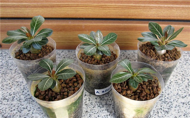 Adenium socotranum, sijanci 2013