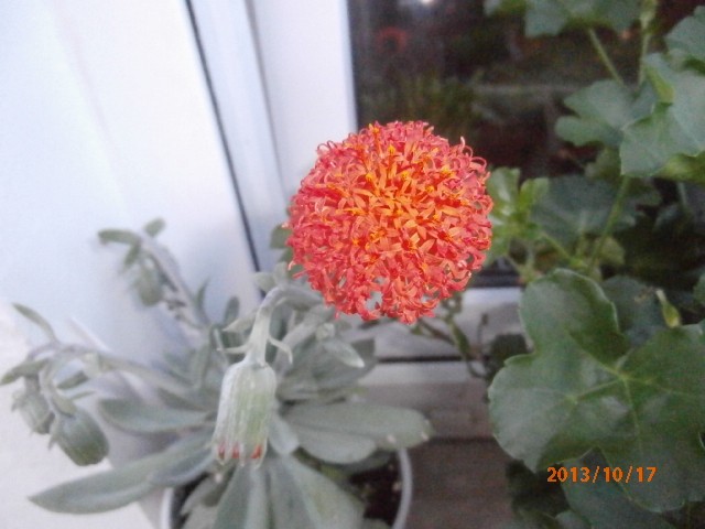 senecio