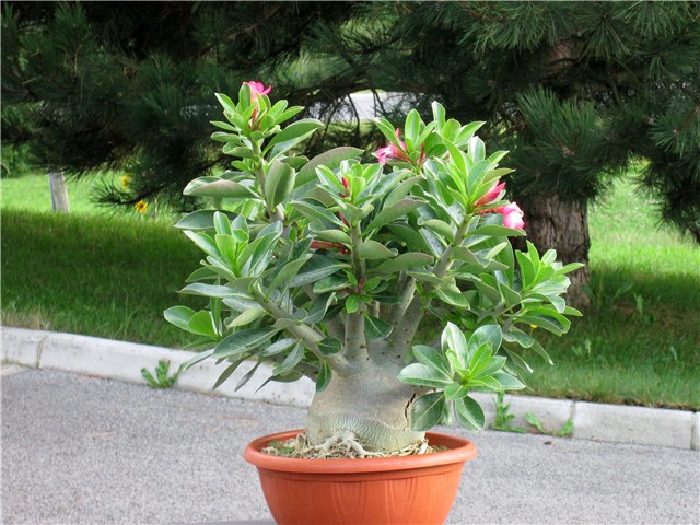 Adenium arabicum