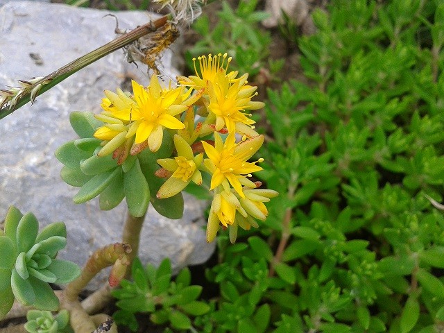 sedum palmeri