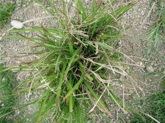 pampas