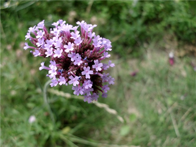 verbena bonarensis