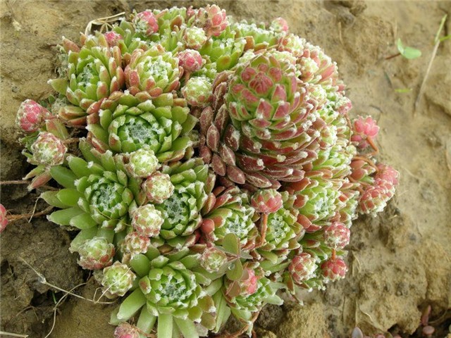 Sempervivum3