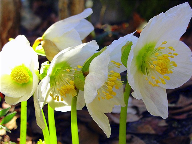 Helleborus - Kukurjek