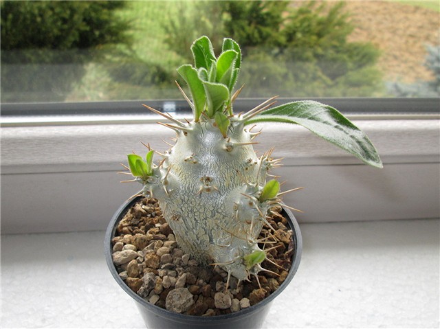 Pachypodium saundersii