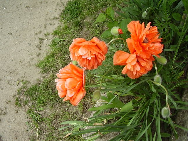 makovi