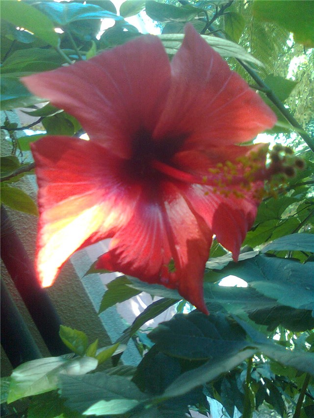 hibiskus