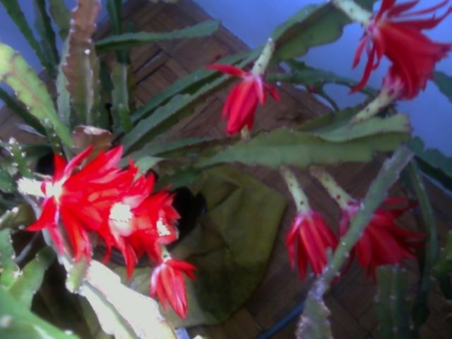 lisnati crvenocvjetni kaktus