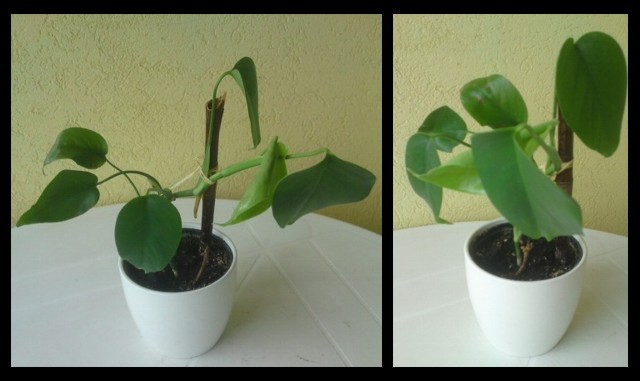 monstera