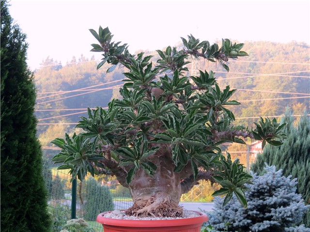 Pachypodium saundersii