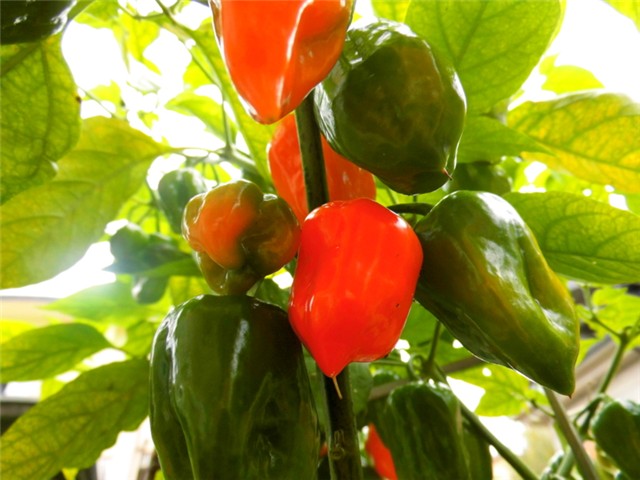 Habanero