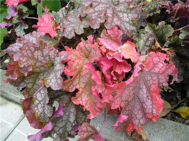 Heuchera Can Can - koraljna zvončika