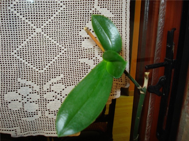 keiki