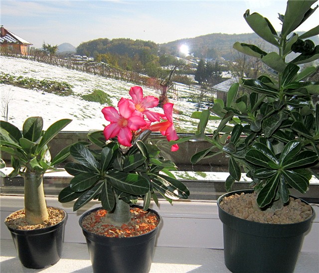 Adenium obesum