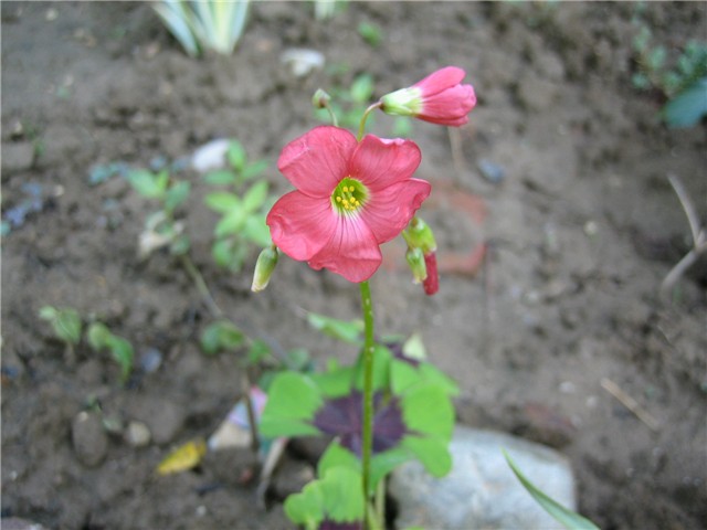 Oxalis