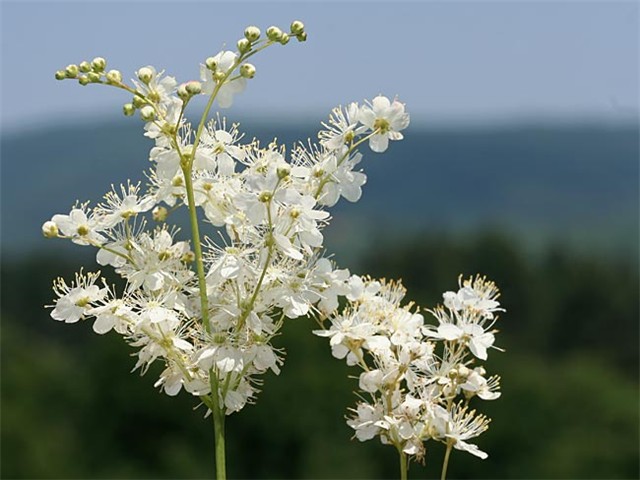 Filipendula hexapetala 2