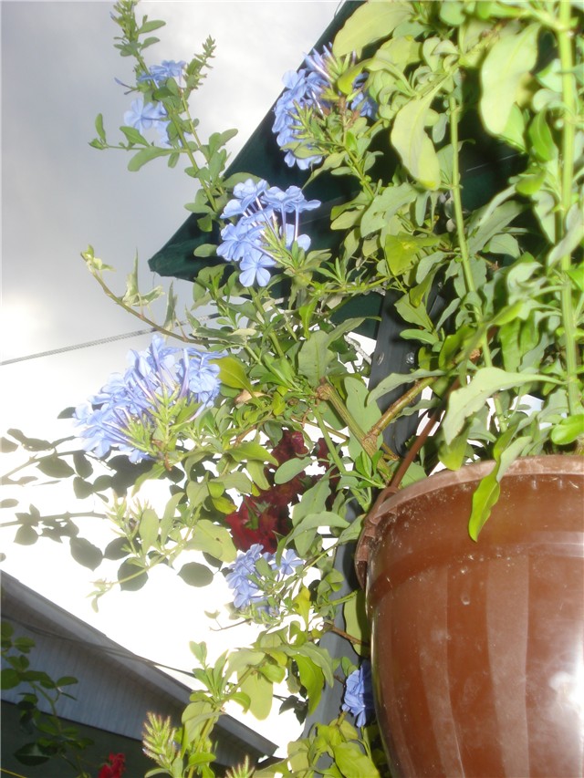 Plumbago u drugom cvatu