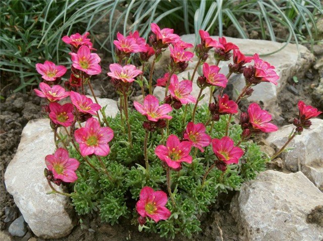 saxifraga arendsii