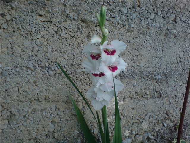 gladiola
