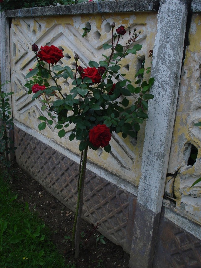 stablašica ingrid bergman